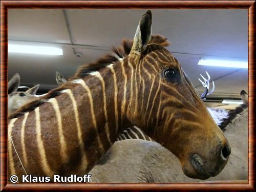 Quagga portrait