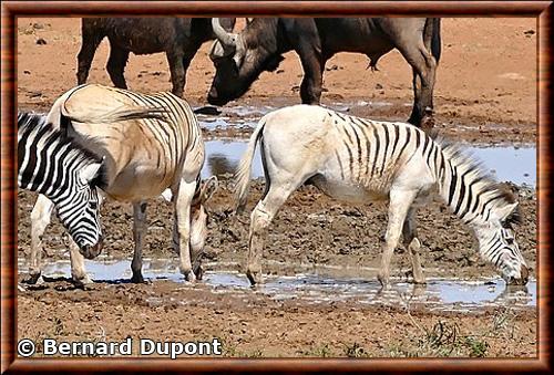 Quagga reconstitue parc national Mokala