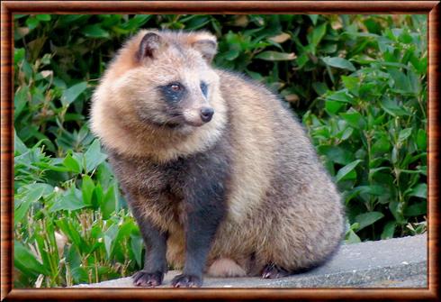 Raccoon dog