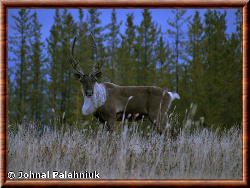 Caribou des bois (Rangifer tarandus caribou)