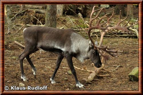 Renne des forets finlandaises (Rangifer tarandus fennicus)