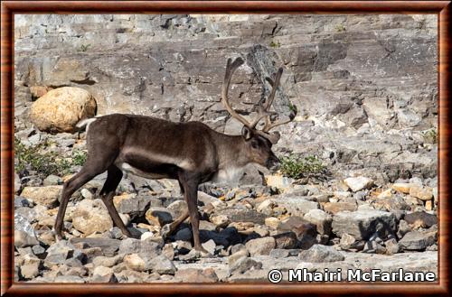 Caribou de la toundra (Rangifer tarandus groenlandicus)