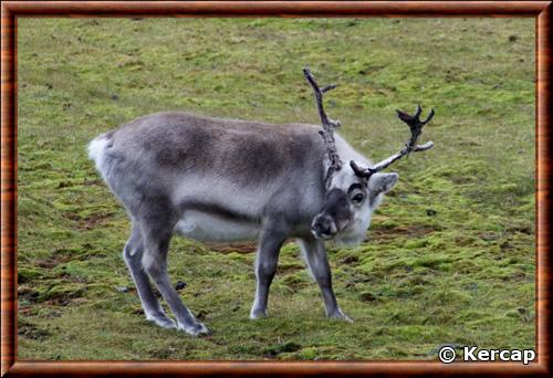 Renne de Svalbard (Rangifer tarandus platyrhynchus)