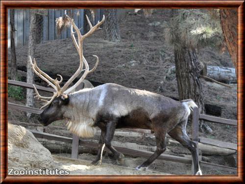 Renne de la toundra siberienne (Rangifer tarandus sibiricus)