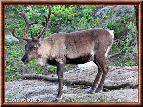 Renne d'Eurasie (Rangifer tarandus tarandus)