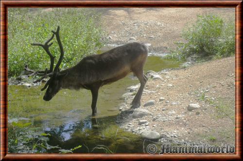 Rangifer tarandus