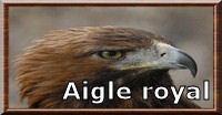 aigle royal