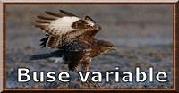 Buse variable