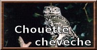 Chouette chevêche