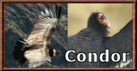 Condor