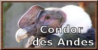 Condor des Andes