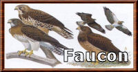 Faucon