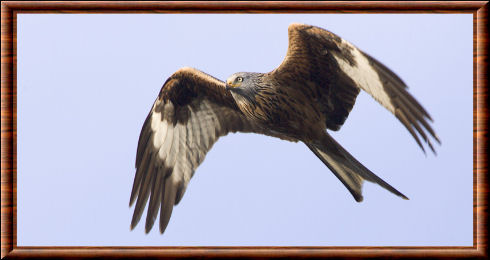 Le milan royal est un rapace diurne Rapace 25