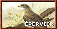 Épervier