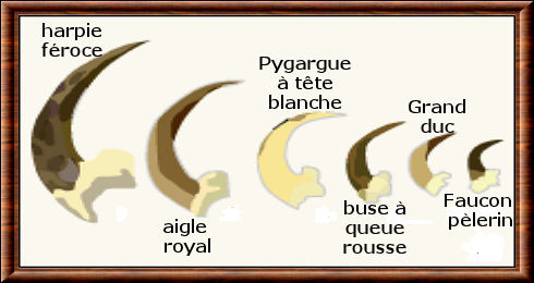 Différentes griffes de rapaces Rapace 04