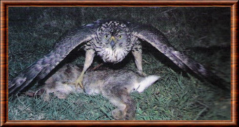 Le hibou est un rapace nocturne Rapace 05