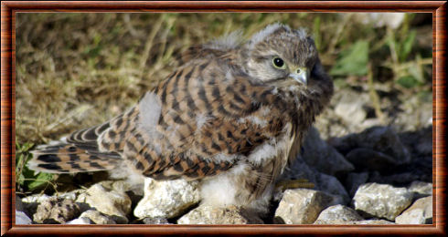 Faucon juvénile Rapace 06