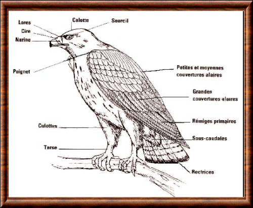 Anatomie d'un rapace Rapace 07