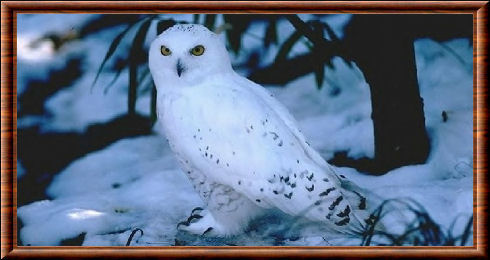 Le harfang des neiges est un rapace arctique Rapace 08