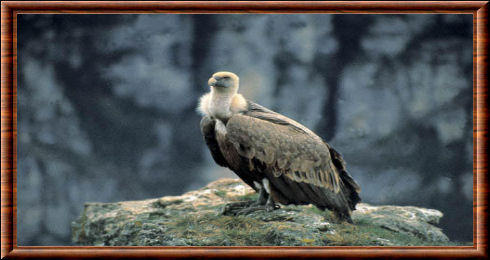 Le vautour fauve est un rapace charognard Rapace 09