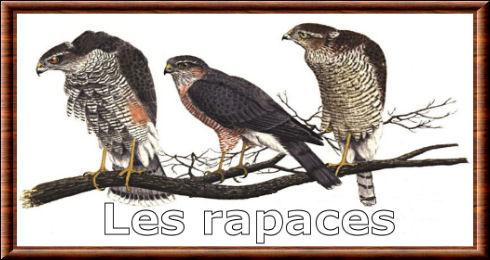 Les rapaces Rapaces