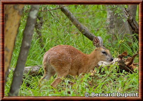 Raphicere de Sharpe femelle parc national Kruger.jpg