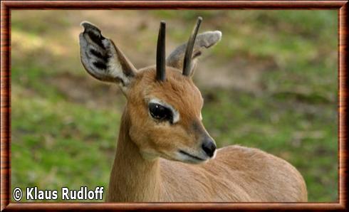 Steenbok du Natal (Raphicerus campestris campestris)