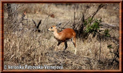 Steenbok a petites cornes (Raphicerus campestris capricornis)