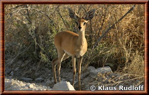 Steenbok de Kellen (Raphicerus campestris kelleni)