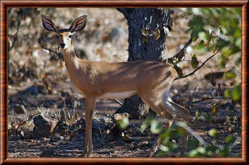 Raphicerus campestris