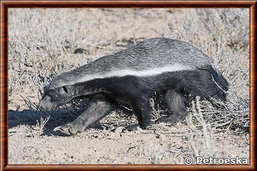 Ratel (Mellivora capensis)