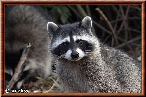 Raton laveur de Californie portrait