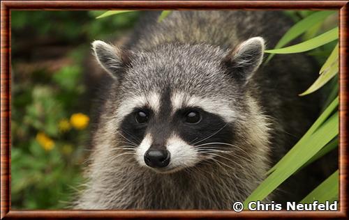 Raton laveur de Vancouver gros plan