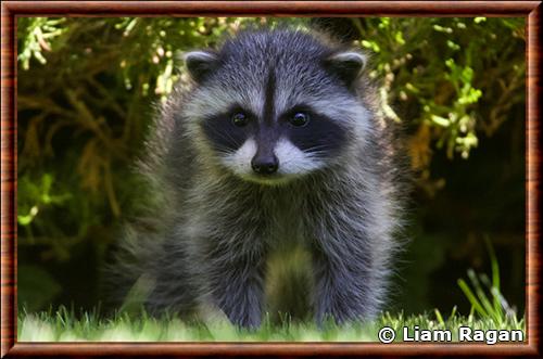 Raton laveur de Vancouver juvenile