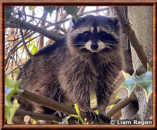 Raton laveur de Vancouver (Procyon lotor vancouverensis)