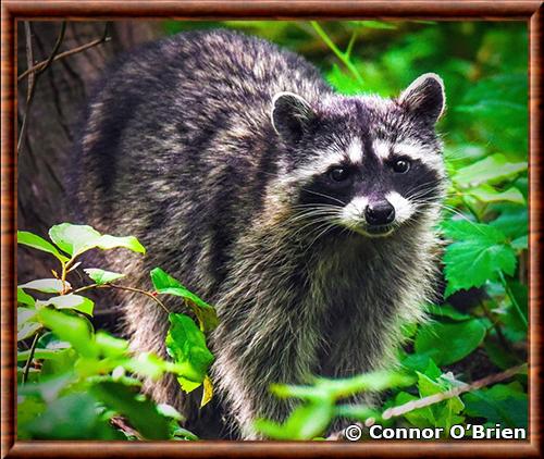 Raton laveur du Pacifique nord-ouest (Procyon lotor pacificus)