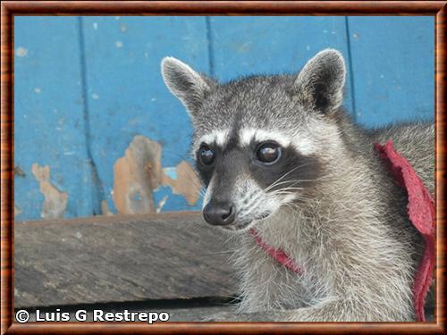 Raton laveur du Panama gros plan