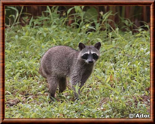 Raton laveur du Panama (Procyon lotor pumilus)
