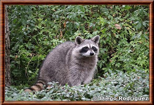 Raton laveur du Texas (Procyon lotor fuscipes)