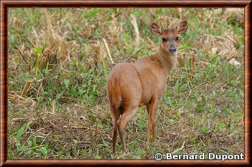 Red brocket