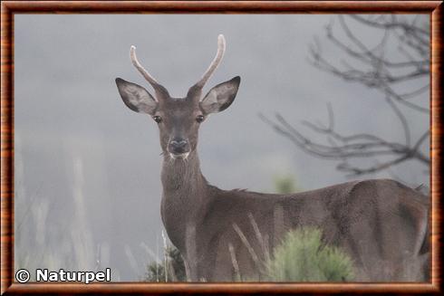 Red deer (Cervus elaphus)