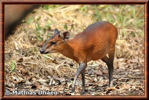 Red-flanked duiker