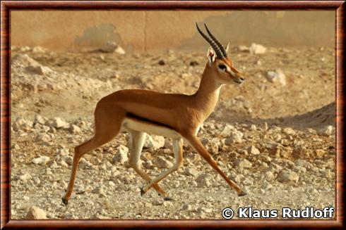 Red-fronted gazelle