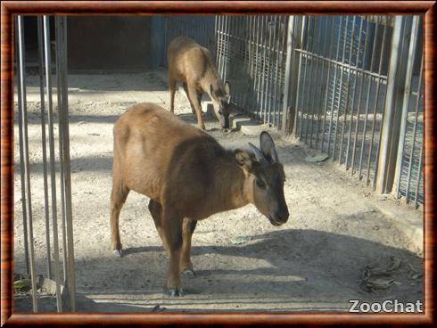 Red goral