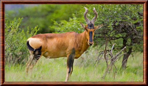 Red hartebeest