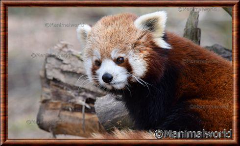 Red panda