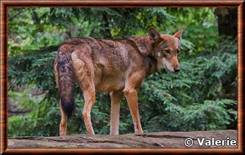 Red wolf