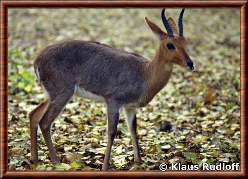 Cobe des montagnes du Sud (Redunca fulvorufula fulvorufula)