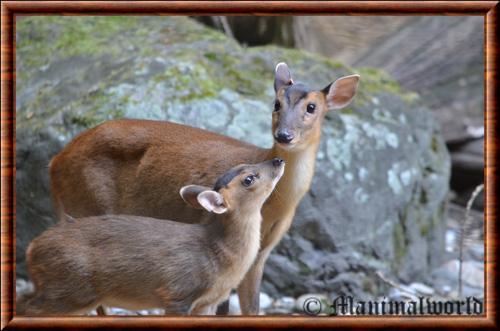 Reeves's muntjac (Muntiacus reevesi)