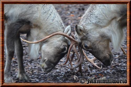 Reindeer (Rangifer tarandus)